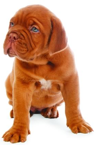 ancol accessoires chiens